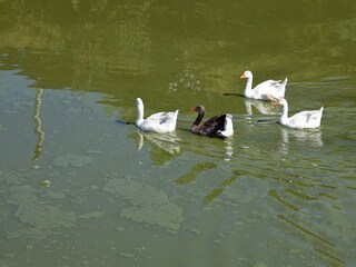 Casa de vacaciones Aliminusa  37