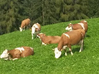 Apartamento de vacaciones St. Martin in Thurn Grabación al aire libre 8