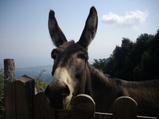 Appartamento per vacanze San Giovanni di Moriani Ambiente 25