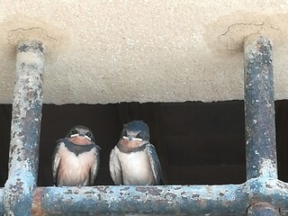 Holiday house Castellina Marittima Outdoor Recording 2