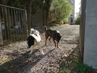 Casa per le vacanze Castellina Marittima Registrazione all'aperto 19