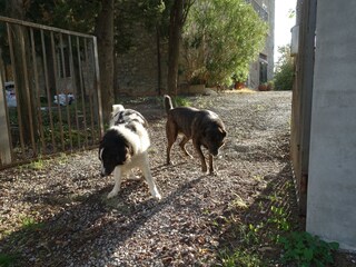 Holiday house Castellina Marittima Outdoor Recording 19