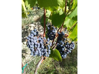 Casa per le vacanze Castellina Marittima Registrazione all'aperto 11