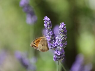 Holiday house Castellina Marittima Outdoor Recording 16