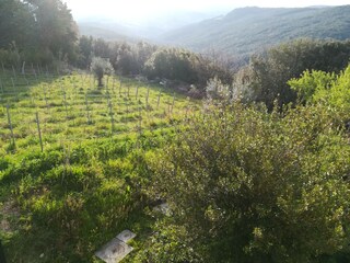 Casa per le vacanze Castellina Marittima Registrazione all'aperto 15