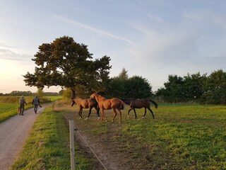 Appartamento per vacanze Dierhagen Ambiente 16