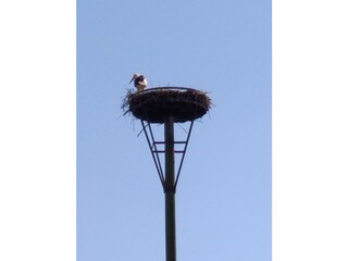 Der sotgt für Nachwuchs :-)