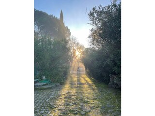 Über dem Wald geht die Sonne auf Anfang Januar