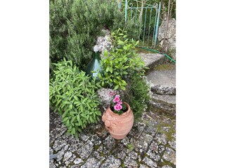 Beautiful flowers in the garden