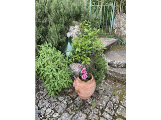 Schöne Pflanzen im Garten