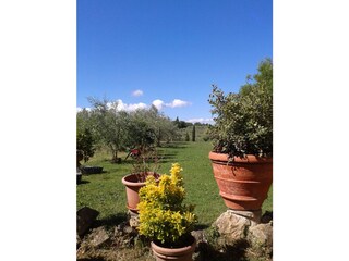 Blick in den Garten mit Olivenhain