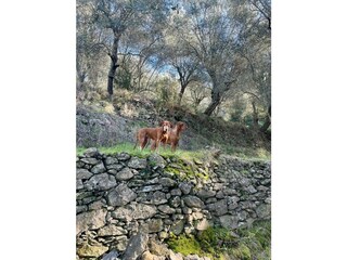 Spaziergang im Olivenhain