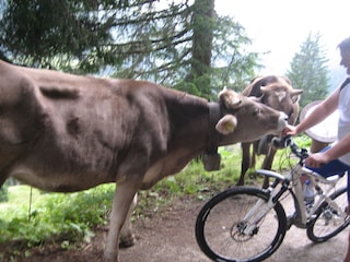 Radtour mit neugierigen Kühen