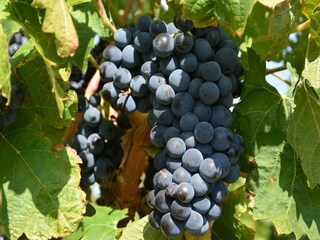 Villa Caunes-Minervois Environment 39