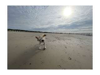 Hunde lieben es am Strand