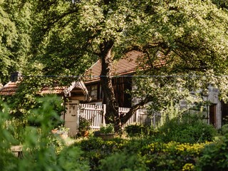 Appletree with a view of the bread oven an the barn