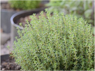 Appartamento per vacanze Lana Registrazione all'aperto 7