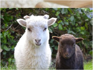 Appartamento per vacanze Lana Ambiente 18