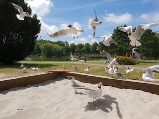 Nieblumer Teich