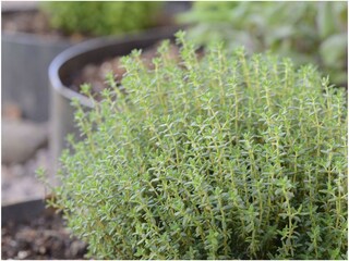 Appartamento per vacanze Lana Registrazione all'aperto 7