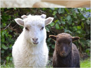 Appartamento per vacanze Lana Ambiente 17