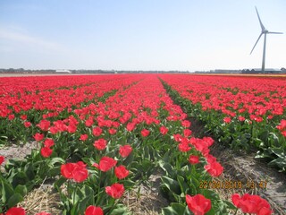 Appartamento per vacanze Petten Ambiente 34