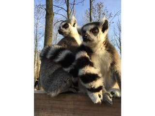 Appartamento per vacanze Petten Ambiente 32