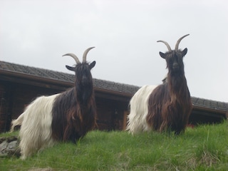 Wallistypische Schwarzhalsziegen