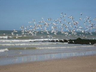 Appartamento per vacanze Oostkapelle Ambiente 25