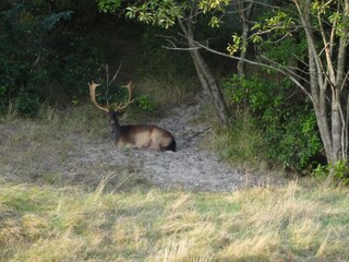 Appartamento per vacanze Oostkapelle Ambiente 20