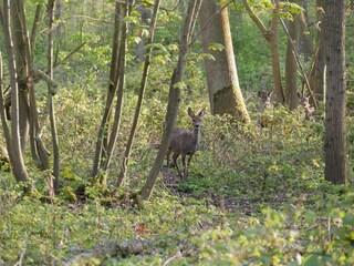 Appartamento per vacanze Oostkapelle Ambiente 21