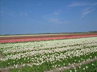 Vakantiehuis Julianadorp Omgeving 30