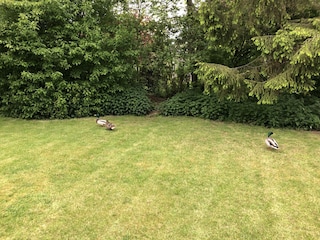 Liegewiesen im Garten