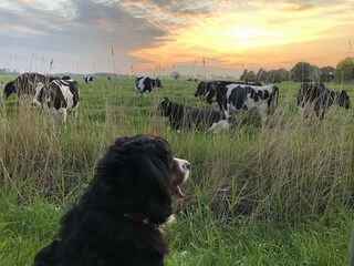 Friesland