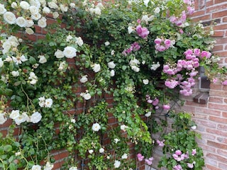 Rosenpracht an der Fahrradgarage