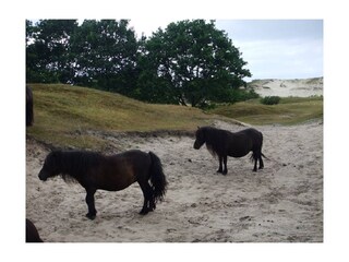 Casa per le vacanze Burgh-Haamstede Ambiente 21