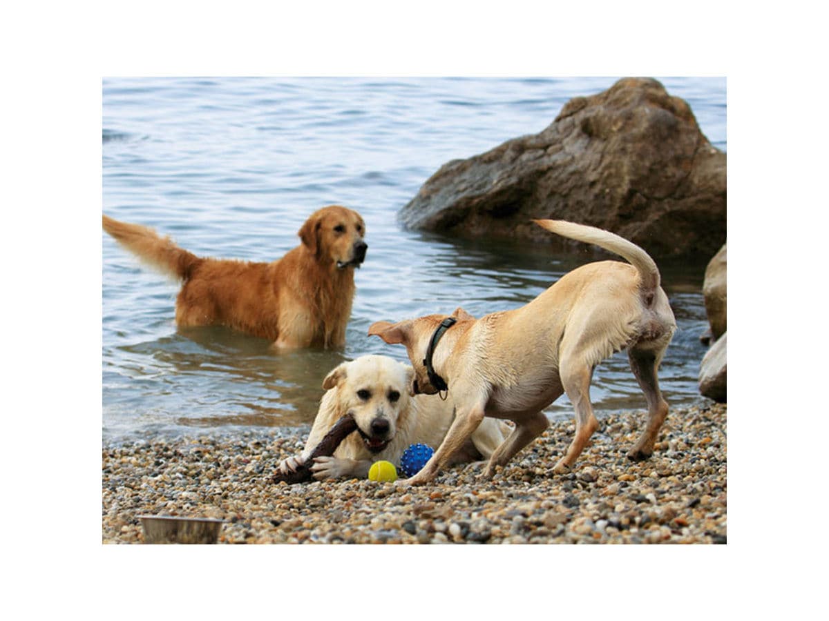 Hundestrand in 1KM Entfernung