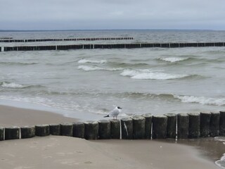 Ostseewellen mit Möwe