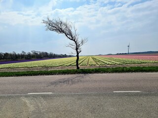 Tulpen, Wind, Küste