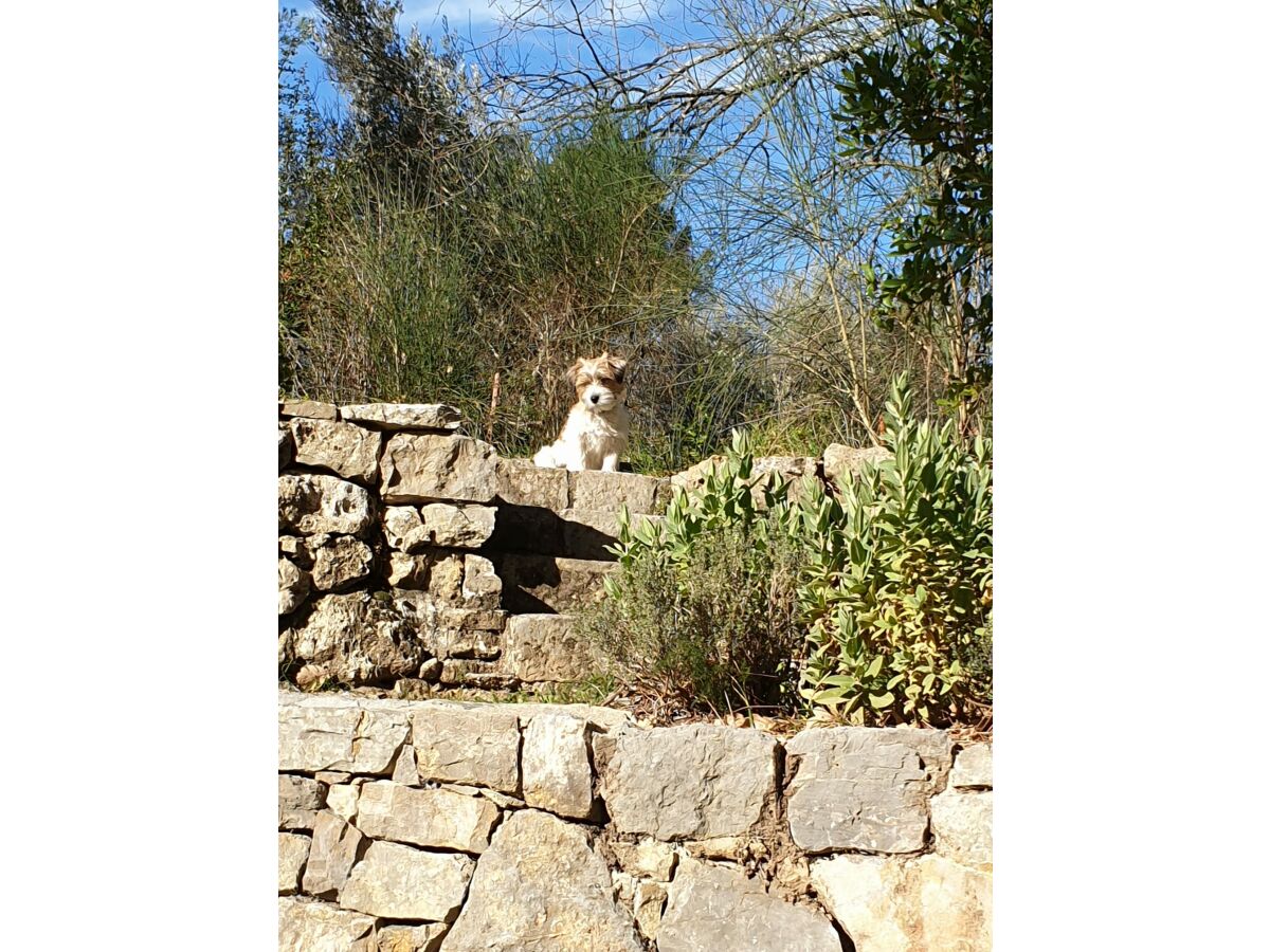 Hund  Julie auf Beobachtungsposten