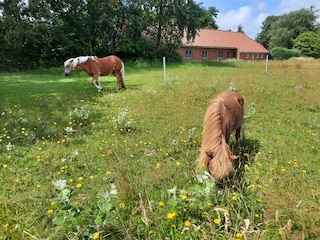 unsere beiden Ponys