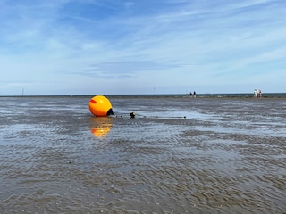 Herrliche Wattwanderungen bei Ebbe