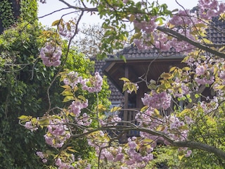 Kirschblüte im Mai