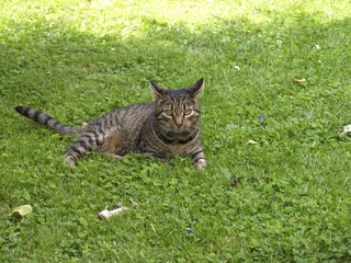 Unsere Hauskatze "Amy"