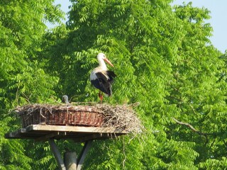 Unser Storch mit Nachwuchs