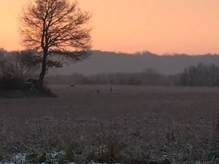 Sonnenaufgangsstimmung mit Rehen