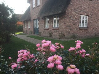 Frontansicht durch die Rosenhecke