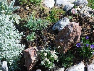 alpine garden with Edelweiss & gentian