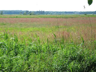 Wiesen zwischen Wieck und Prerow
