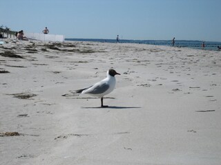 Ostseestrand